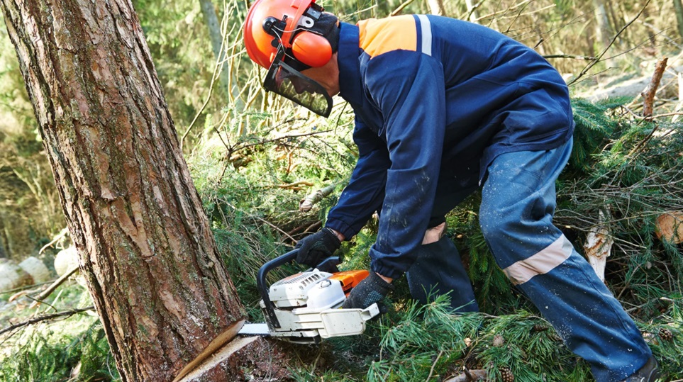 Emergency Tree Removal